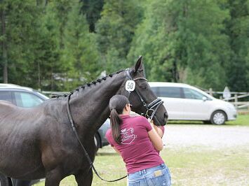 Aufzäumen des Pferdes